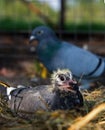 Homing pigeon chick