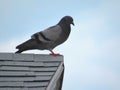 Homing Pigeon on the edge of a roof