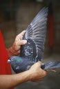 homing pigeon fancier showing wing of speed racing pigeon at home loft Royalty Free Stock Photo