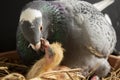 Homing pigeon feeding corp milk to hatch in nest Royalty Free Stock Photo