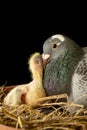 Homing pigeon feeding crop milk to hatch in nest