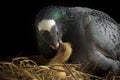 Homing pigeon feeding crop milk to new born bird