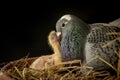 Homing pigeon feeding crop milk to new born pigeon in home nest Royalty Free Stock Photo