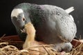 Homing pigeon feeding crop milk to new born in nest