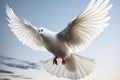 Homing pigeon in flight, its white feathers soaring through air