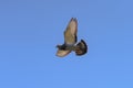 Homing pigeon flying with its wings wide in the blue sky