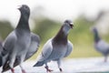 Homing pigeon open mouth for breathing after flying at home loft