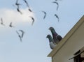 Homing pigeon perching on home loft with flying on blue sky