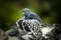 Homing pigeon preen feather in green park Royalty Free Stock Photo