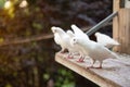 White pigeon standing on the pigeonry eave, dark tree leaves and a flock of blurred pigeons as background bathed in the warm sunsh