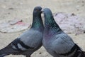 Homing pigeons couples engaged in romance/love