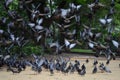 Homing pigeons eating and flying in a flock or group Royalty Free Stock Photo