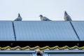 Homing pigeons enjoy the view from a solar panel.