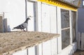 Homing pigeons out of their loft, Portugal