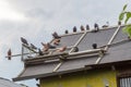 Homing pigeons sitting on the roof of a bird house