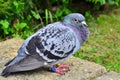 A homing racing pigeon, Columbidae