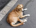 A homless dog playing on street