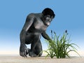 Habilis - Human Evolution Royalty Free Stock Photo