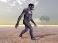 Habilis - Human Evolution Royalty Free Stock Photo