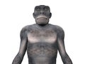 Habilis - Human Evolution Royalty Free Stock Photo