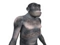 Habilis - Human Evolution Royalty Free Stock Photo