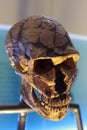 Neanderthalensis Skull Cast Fossil Royalty Free Stock Photo