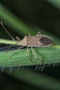 Homoceocerus the small leaf-footed bug insect. Royalty Free Stock Photo