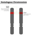 Homologous chromosomes, with allele genes on the same locus. Royalty Free Stock Photo