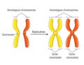 Homologous Chromosomes and Chromatids Royalty Free Stock Photo