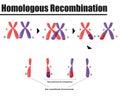 Homologous DNA recombination in gamete formation. Royalty Free Stock Photo