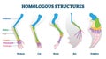 Homologous structure vector illustration. Biological species example scheme