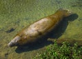 Homosassa Springs - Manatee Feeding Royalty Free Stock Photo