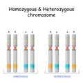 Homozygous Heterozygous chromosome