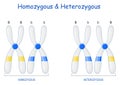 Homozygous and Heterozygous chromosomes Royalty Free Stock Photo