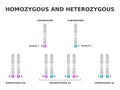 Homozygous and heterozygous. Homozygous has same allele for a particular trait, heterozygous has different.