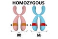 Homozygous parent gene in chromosomes