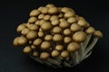 Hon-shimeji (brown beech) mushrooms Royalty Free Stock Photo