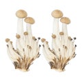 Hon-shimeji or buna shimeji mushroom isolated white background Royalty Free Stock Photo