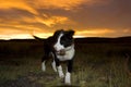 Hond, Dog Royalty Free Stock Photo