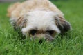 Hondje ligt in het gras