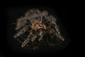 Tarantula grammostola porteri isolated black background. Grammastola pulchripes on mirror with reflection. Arachnid, fang.