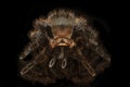 Tarantula grammostola porteri isolated black background. Grammastola pulchripes on mirror with reflection. Arachnid, fang.