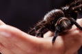 Honduran Curlyhair Tarantula on the hand Royalty Free Stock Photo