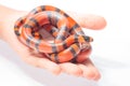 Honduran flase coral snake Royalty Free Stock Photo