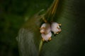 Honduran white bat, Ectophylla alba, cute white fur coat bats hidden in the green leaves, Braulio Carrillo NP in Costa Rica. Royalty Free Stock Photo
