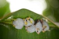 Honduran white bat Ectophylla alba Royalty Free Stock Photo