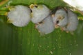 Honduran white bat Ectophylla alba Royalty Free Stock Photo