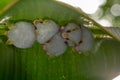 Honduran white bat Ectophylla alba Royalty Free Stock Photo