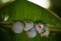 Honduran white bat Ectophylla alba Royalty Free Stock Photo