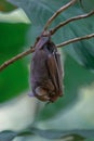 Honduran white bat Ectophylla alba Royalty Free Stock Photo